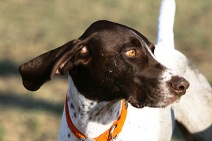 hunting dog pic.jpg